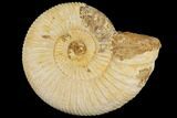 Perisphinctes Ammonite - Jurassic #100219-1
